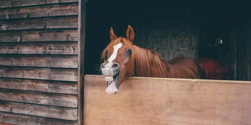 Quiz en 10 questions : quel est le caractère de ton cheval ?
